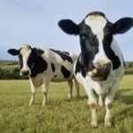DEX Aggregator CoW Swap Targets 33% Trading Boost With Collaboration Feature, More Rewards