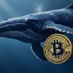 Bitcoin whales enter the game and each gain