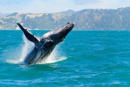 Big Whale James Wynn Purchased This Altcoin According to Onchain Data