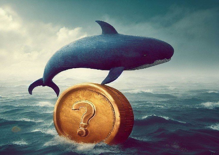 Here Are Their Latest Altcoin Transactions