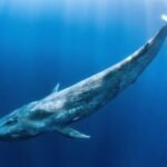 Big Crypto Whales Make Big Trades as the Market Rises – Here’s What They Trade