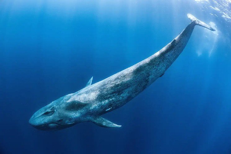 Big Crypto Whales Make Big Trades as the Market Rises – Here’s What They Trade